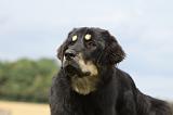 DOGUE DU TIBET 059